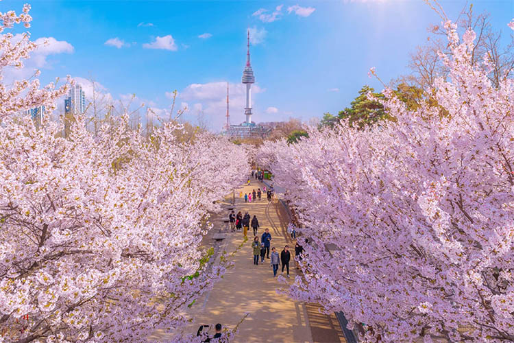 Du lịch H&agrave;n Quốc v&agrave;o m&ugrave;a xu&acirc;n - m&ugrave;a hoa anh đ&agrave;o